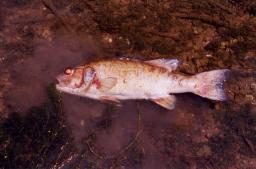Dead fish