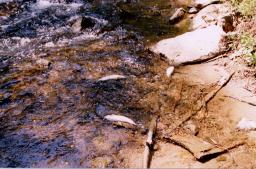 Dead fish